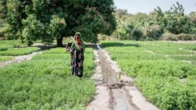 Le PAM redonne vie aux terres tchadiennes, grâce au soutien américain