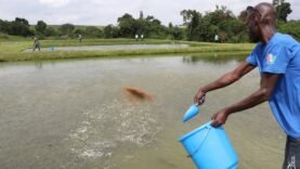 La Côte d&rsquo;Ivoire mise sur l&rsquo;élevage et la pisciculture pour assurer sa sécurité alimentaire