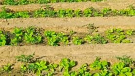 Le PAM et l&rsquo;Allemagne boostent la production maraîchère au Tchad