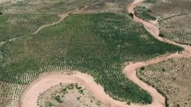 60 hectares de terres transformées : Le PAM change la donne à Sanour