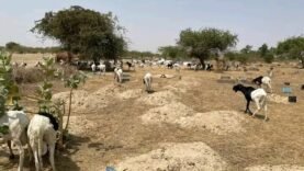 Lamadji : Un cimetière livré aux animaux