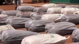 près de 8 tonnes de cannabis saisis par la Gendarmerie dans la région de l’Ouest