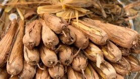 Le Tchad, terre de saveurs : Découvrons nos produits locaux