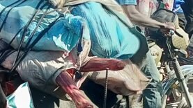 les règles d’hygiène bafouées dans le transport de la viande