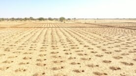 Le Zaï, une technique ancestrale au service de l&rsquo;agriculture tchadienne