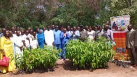 Moyen-Chari : Le projet SODEFIKA forme à la technique du greffage de plants de karité