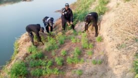 Opération coup de poing contre le trafic de drogue à Touboro, des plantations de chanvre détruites