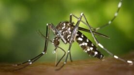 L&rsquo;essor inattendu des moustiques en saison sèche : Découvrez les causes et les solutions essentielles !