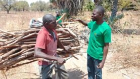 Urgence Climatique : Le COPIDEV Prend Position pour la Protection des Forêts à Sarh – Tout ce que Vous Devez Savoir !