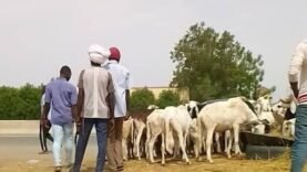 L’Aïd el-Fitr : Un Voyage au Cœur des Traditions et de la Solidarité en 2023