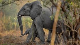 Découverte Étonnante : Plus de 500 Éléphants s&rsquo;Épanouissent dans le Parc National de Zakouma au Tchad – Informations Cruciales à Connaître Maintenant!