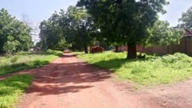 Crise environnementale à Greenhaven : l&rsquo;Ong TerraEx alerte sur la déforestation abusive : Ce qu&rsquo;il faut comprendre dès maintenant