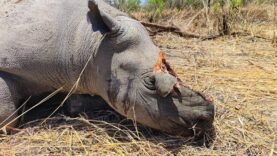 Rhinocéros abattus par des braconniers au parc Zakouma : Impact et mesures urgentes à prendre