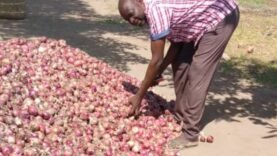 Kouroua Nague : Le Leader Visionnaire qui Révolutionne l&rsquo;Agro-Industrie en Saison Sèche