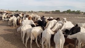 Ramadan 2023 : Découvrez Pourquoi les Moutons à N’Djamena Sont Plus Abordables que Jamais !