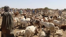 Salamat : Profitez des Offres Exceptionnelles sur les Moutons et Chèvres Avant la Fête de Fin de Ramadan : Informations Essentielles à Découvrir Aujourd&rsquo;hui