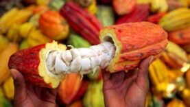 Yaoundé accueille la 111ème session de l&rsquo;Organisation Internationale du Cacao : Découvrez les enjeux et opportunités du secteur cacao aujourd&rsquo;hui !