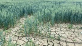 À Bongor, l&rsquo;Avenir de la Culture Irriguée du Riz Menacé par une Crise de Gaz : Les Détails Incontournables à Connaître Aujourd&rsquo;hui