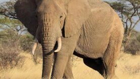Éléphants en danger à Manmbague : Le Comité d’action exhorte le gouvernement à adopter des mesures urgentes pour une cohabitation durable.