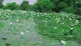 Batha : Découvrez le Trésor Écologique du Lac Fitri au Cœur du Tchad, Protégé par Ramsar – Informations Essentielles