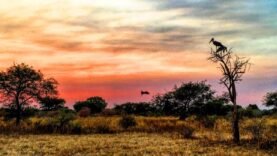 Accident Tragique : Un Avion de Surveillance S&rsquo;écrase au Parc National de Zakouma – Bilan de Deux Victimes et Informations Cruciales à Retenir