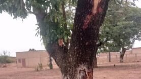 Drame à Mbaïkoro : Une Femme Enceinte Foudroyée au Logone Oriental – Ce Qu&rsquo;il Faut Savoir Aujourd&rsquo;hui