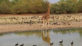 Crash Aérien au Tchad : Ce Qu&rsquo;il Faut Savoir sur l&rsquo;Accident Mortel dans le Parc National de Zakouma
