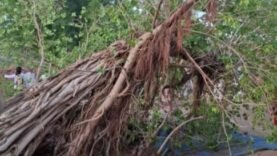 Drame à Amtiman : un Arbre S’effondre, 1 Mort et 3 Blessés – Les Détails Cruciaux Aujourd’hui