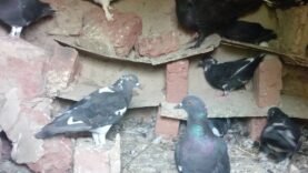 L&rsquo;élevage de pigeons domestiques : Pourquoi la préservation de cette tradition est essentielle aujourd&rsquo;hui !