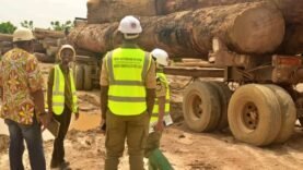 10 000 Billes de Bois Saisies à Kribi : Les Enjeux Écologiques et Économiques que Vous Devez Comprendre
