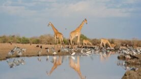 Tchad : 21 juin, Journée mondiale de la girafe – 5 secrets surprenants que vous ignorez sûrement !