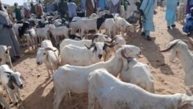 Bol : Hausse Inattendue des Prix du Mouton à l&rsquo;Approche de la Tabaski : Ce Qu&rsquo;il Faut Savoir Aujourd&rsquo;hui