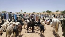 Kanem : Marché à bétail de Mao en ébullition avant la Tabaski – Informations essentielles du jour