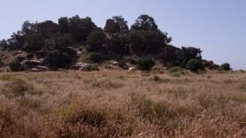 Tchad : Assassinat du Chef de Canton de Dar-Salim par des Hommes Armés : Les Détails Essentiels