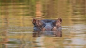 Tchad : Mystérieux décès d’hippopotames à Youé — Découvrez le lien caché avec l’anthrax et ses conséquences !