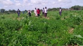 Les Secrets d’Akouna Tirane : Comment un Cultivateur Transforme sa Communauté au Guéra et Révèle l’Inattendu