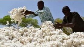 Chute Libre : La Baisse Inattendue de 11,5% du Coton en Zone CFA en 2024-2025 Cachait-elle un Secret ?