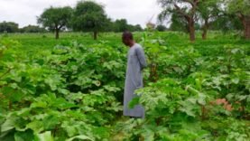 Révolution Agricole 2025 : Découvrez les Secrets Cachés qui Transforment Nos Campagnes !