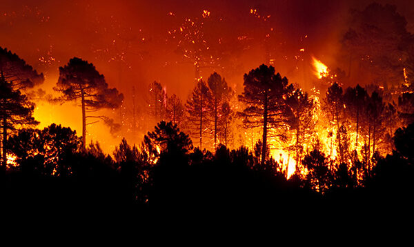 incendies-foret.jpg