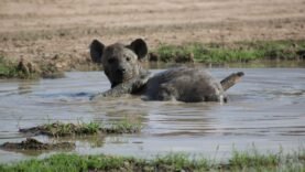 Les Secrets Insoupçonnés de la Biodiversité : Pourquoi Son Avenir Repose sur Vous !