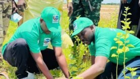 Reboisement à Fadje : Les Secrets Inattendus derrière cette Initiative Écologique Reveillés !
