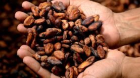 Révolution Éducative : Comment une Initiative Inattendue Transforme l&rsquo;Avenir des Enfants dans les Zones de Cacao – Découvrez le Secret Inquisitif derrière ce Changement!