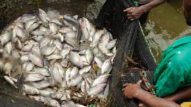Révélations étonnantes d&rsquo;une étude de la BAD : Pourquoi la pêche continentale est essentielle à la survie de millions et ce que vous ignorez peut tout changer !