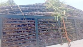 Les secrets méconnus de la canne à sucre : Comment cet atout économique façonne Kélo et N&rsquo;Djamena !