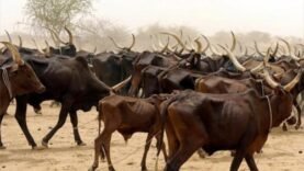 Cameroun : le premier fournisseur de bétail atteint 35,7 milliards de FCFA d&rsquo;exportations en 2024, un tournant pour l&rsquo;économie locale.