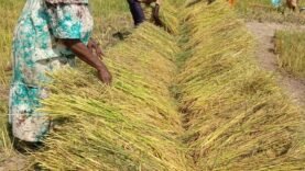 Les Amis de la Chine testent un riz innovant pour l&rsquo;agriculture durable