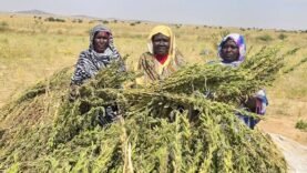 Abéché : les femmes retrouvent espoir grâce à l&rsquo;agriculture durable