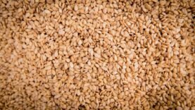 Le sésame, nouvel enjeu de l’agriculture durable en pleine croissance