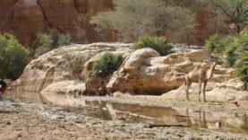 Immersion au cœur du massif de l’Ennedi : une expérience inédite et fascinante à vivre.
