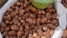 Des dattes : un super aliment aux bienfaits essentiels pendant le Ramadan.